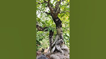 Lộc Vừng Bonsai dáng Phu Thê #shorts #locvung #bonsai #caycanh #dnd