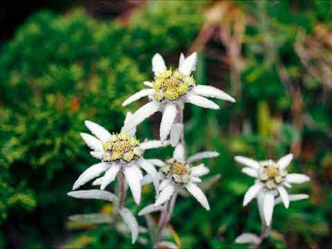 Edelweiss　エーデルワイス・南郷平編曲ソプラノ（MIDI）