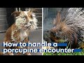 What to do if a porcupine attacks your dog