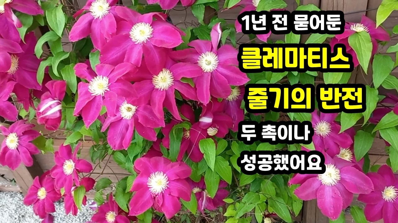 클레마티스 번식 삽목보다 쉬운 휘묻이가 100% 성공 /클레마티스 가장 쉬운 번식