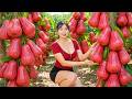 TIMELAPSE – 365 Days Growing And Harvesting Plums 🍑🌿