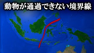 【ゆっくり解説】生物を分断する見えない壁 /ウォレス線