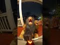 "IT RANG THE DOORBELL 😳 Wait for the scream..." #doorbellcam