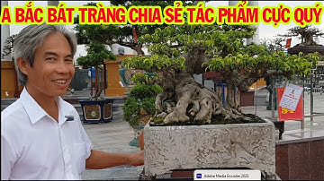 Anh Bắc Bát Tràng Chia Sẻ tp Bonsai & Chậu Đá 400 năm tuổi Đúng chất Hà Nội Phố