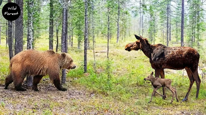 Unbelievable Moments When Bear Attack Gone Wrong Caught On Camera | Animal Fighting