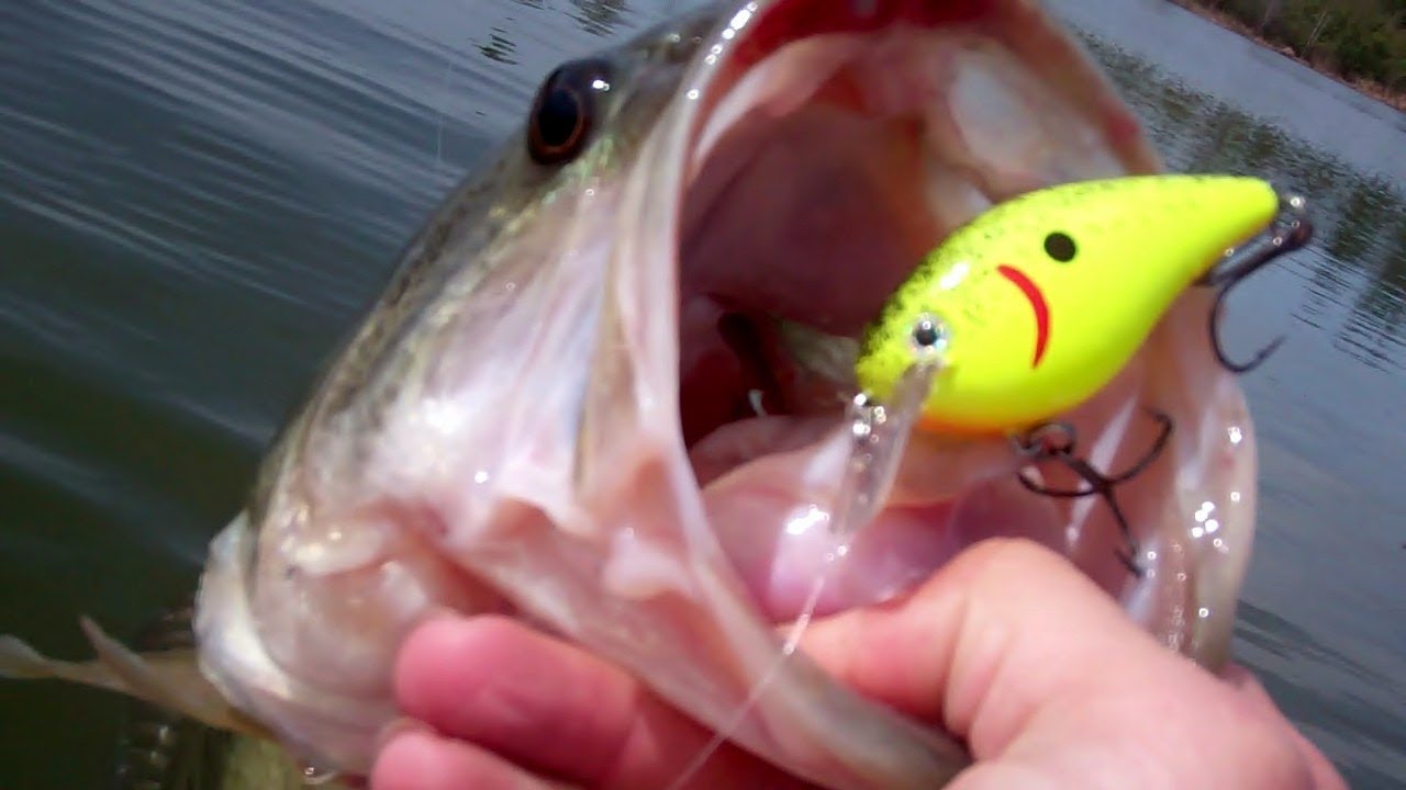 Bass Fishing During the Spawn with KVD Square Bill Crankbaits