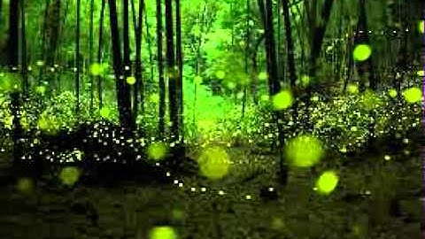Jalan Jalan, "Firefly Sanctuary"