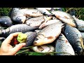 Насадка для рыбалки на поплавок и ловли карпа, карася, сазана.