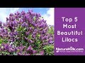 Top 5 most beautiful lilacs  naturehillscom