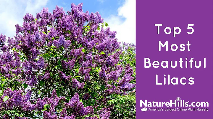 Top 5 Most Beautiful Lilacs | NatureHills.com - DayDayNews