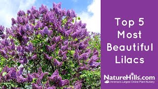 Top 5 most beautiful lilacs, available at https://www.naturehills.com
5. the bloomerang dark purple lilac is a gorgeous, deciduous shrub
with vivid, rebloomi...