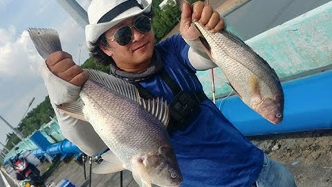 Dính Cặp Cá Sửu Tại Cần Giờ | Dân Chơi Đi Câu