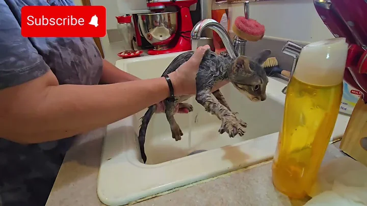 Video 10524101: kittens cute baby, bath