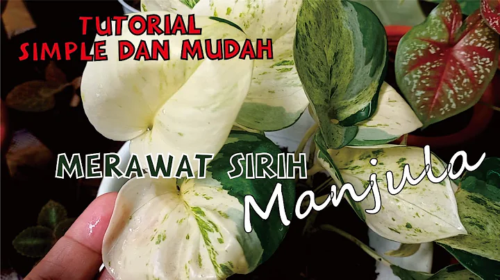 Perawatan Sirih Manjula|| Sampai Jadi Albino|| WOW