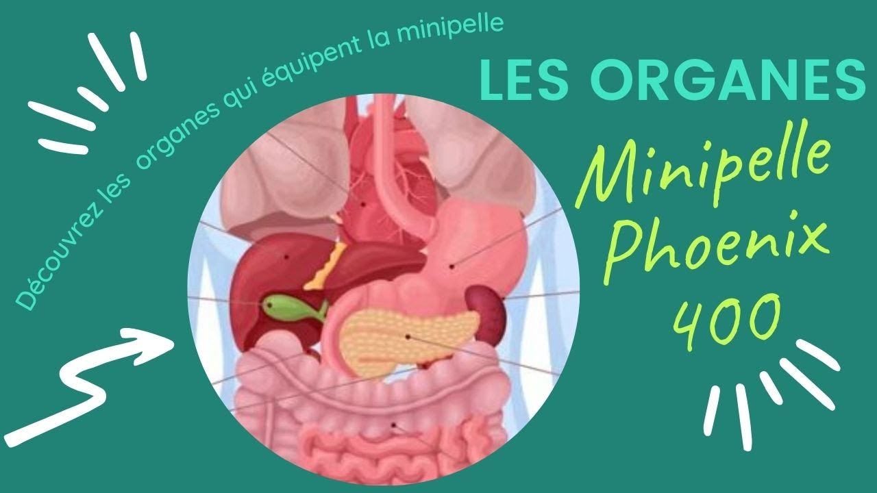 Présentation des organes de la minipelle Phoenix400