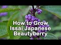 How to grow Japanese Beautyberry (Issai Beautyberry) Callicarpa Pink Flowers and Purple Berries