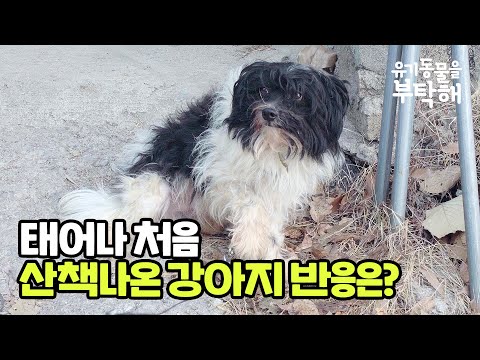 산책나온강아지