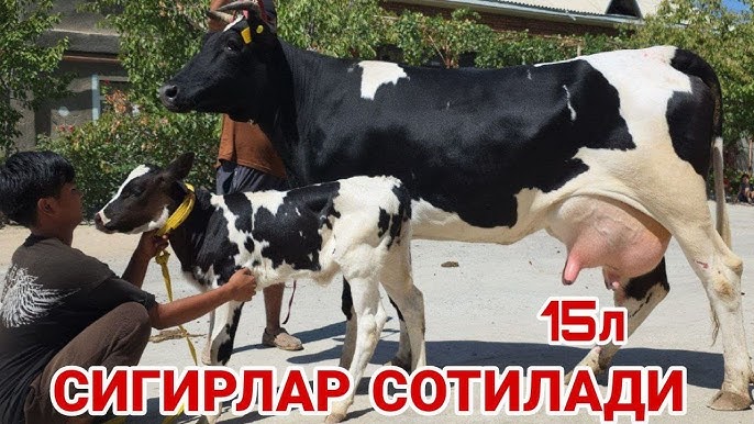 Tukli etuk ayollar yuqori sifatli porno