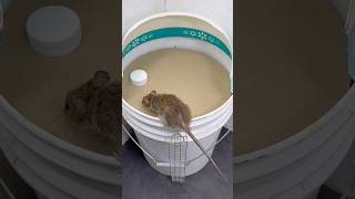 Tuzağa Düşmek/Sessiz Fare Kapanı - Gürültüsüz, Temiz Yakalama