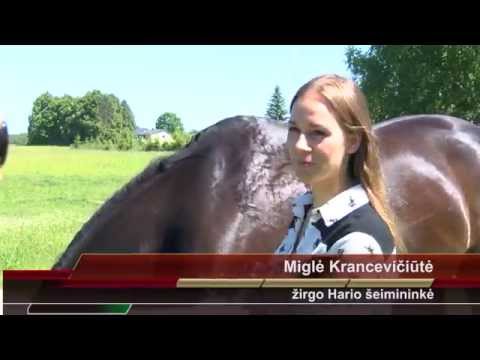Video: Morabo arklys