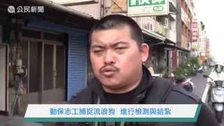 動保志工捕捉流浪狗進行TNVR-We公民新聞
