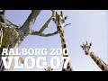 BESTJÅLET OG FORULEMPET AF ABE | TIGERUNGERNE ER BLEVET FLYTTET | AALBORG ZOO VLOG 07