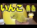 セキセイインコ手乗りの発見♪黄色ルチノー生後約一ヶ月Pet Bird Parakeet