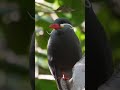 The Most Distinguished Bird In The World 🎩👀 #shorts #birds #wildlife #nature