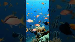 Soothing Relaxation: Relaxing Piano Music &amp; Water Sounds for Sleep, Meditation, Spa &amp; Yoga #relaxing