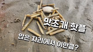 전국 최고 씨알자랑하는 맛조개 핫플(잡는거 보고 가세요)