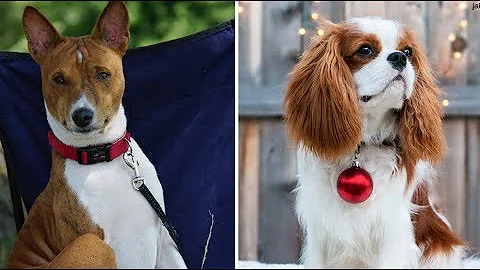 12 самых тихих пород собак, которые практически не лают