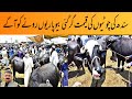 Cattle Mandi In Pakistan | Kala Mandi | Cheapest Jhotiya | Qurbani Ky Sasty Janwar | Maweshi Mandi