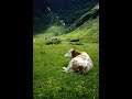 Switzerland cows 🇨🇭