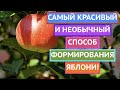 ТАК ЯБЛОНИ ВЫ ЕЩЕ НЕ ФОРМИРОВАЛИ! УДИВИТЕЛЬНОЕ РЕШЕНИЕ, КОТОРОЕ ПРОСТО ИСПОЛНИТЬ!