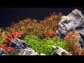 Optimizing CO2 in a planted tank
