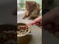 甘やかして育てた結果グルメ犬になったお柴様 #豆柴 #柴犬