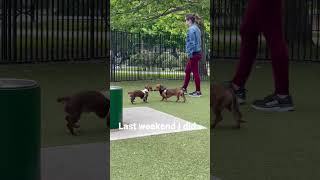 ✨Mini Dachshund life #dachshund #shorts