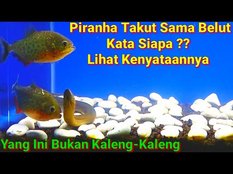 Click to Play Video