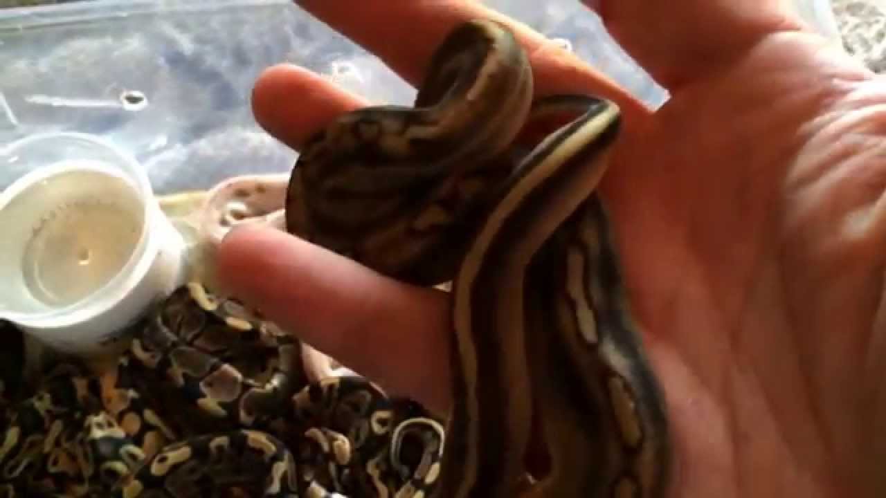 boardgamegeek Clutch # 3 update!!!