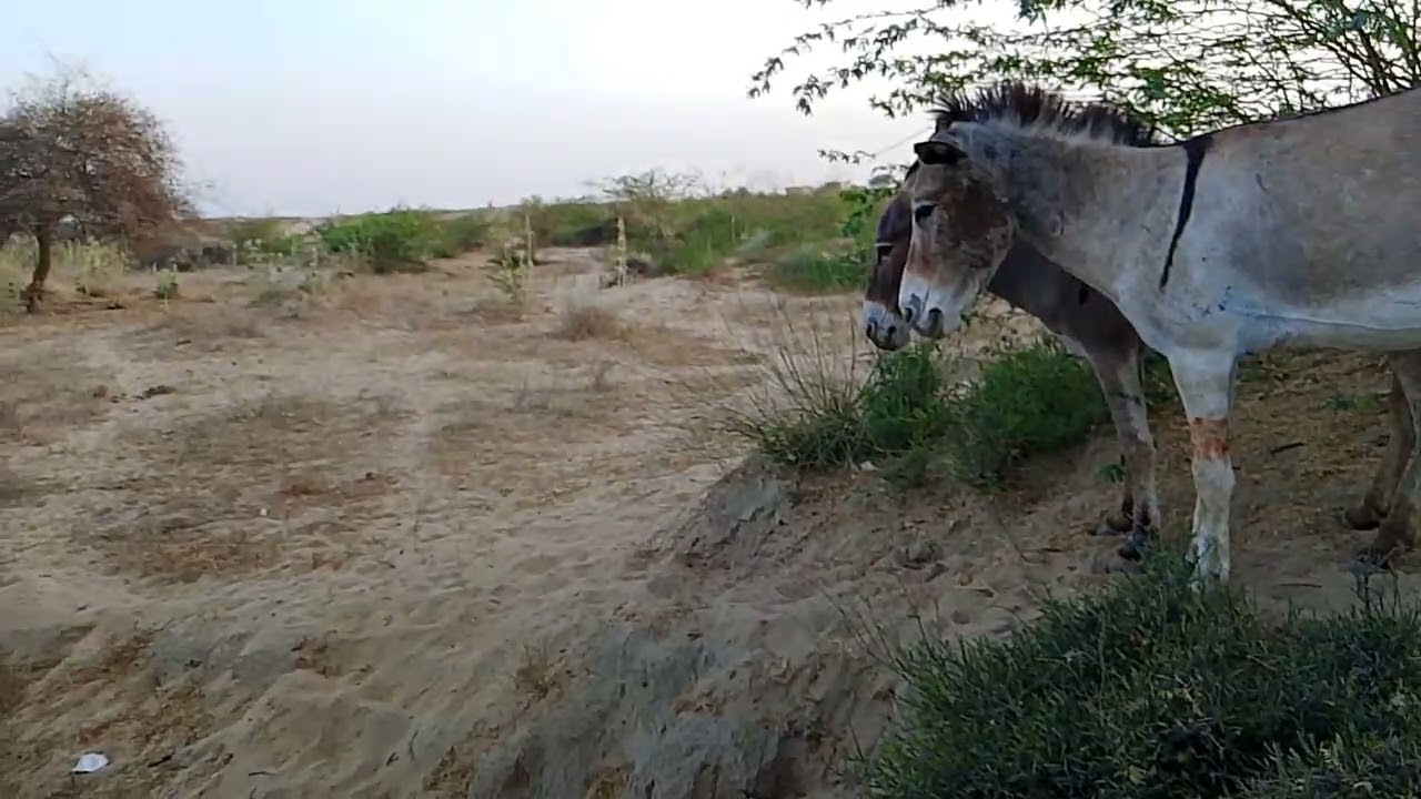 #tharparkar #donkeys @Tharparkar.Animals