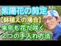 【アジサイの剪定(鉢植え編)】来年も花を楽しむ&小さく保つために大切な夏の手入れ(2024年7月)🍃🌈