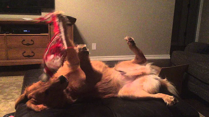Fenn Worsham - The crazy dog
