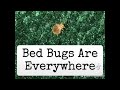 Bedbug Travel Tip