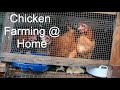 Chicken farming  sunflowers  roselle seedlings  maize  kale