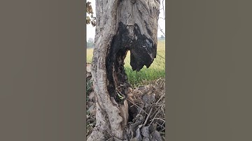 😱 ऐसा पेड़ कभी नहीं देखा होगा #shorts #shortsfeed #short #youtubeshorts