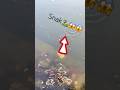 😱🐍Sanp Dikha#snake #trending #minivlog #visitvlog #youtubevideo #youtubeshorts #viralvideo #love