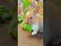 Bunny carerabbit lifestylecute bunniesrabbit habitatbunny dietrabbit behaviorbunny playtimerabbit