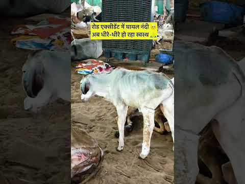 सड़क हादसे में घायल नंदी की अनोखी वापसी! 🙏#AnimalRescue #SewaSankalpSafar #Helping #NandiRescue