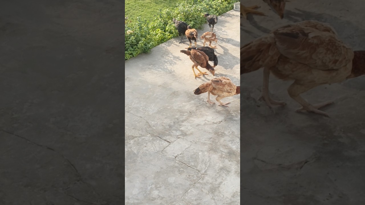 おまとめ】【Bedtime】【Feeding the chickens】他2点 All My 