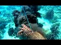 Day Spearfishing | CUTTLEFISH HUNTING | 2Days